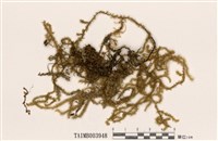 藏品(急尖耳平苔)的圖片